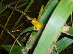 Dendropsophus minutus