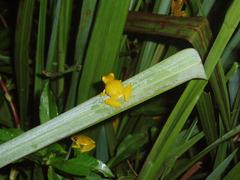 Dendropsophus minutus
