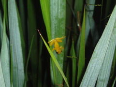 Dendropsophus minutus