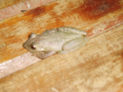 Scinax x-signatus