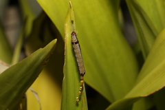 Spodoptera picta