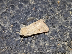 Dichagyris variabilis