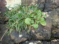 Cochlearia officinalis