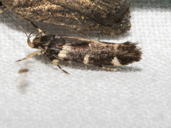 Macrobathra ceraunobola