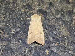 Dichagyris variabilis