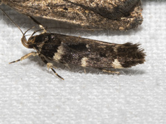 Macrobathra ceraunobola