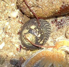 Chlorodiloma odontis