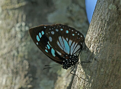 Charaxes wakefieldi