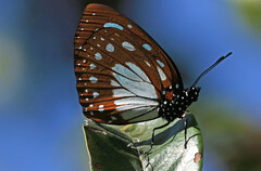Charaxes wakefieldi