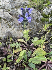 Salvia verbenaca