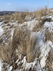 Stipa pennata