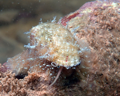 Stomatella impertusa