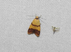 Heteroteucha translatella