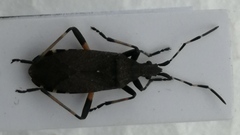 Dicranocephalus