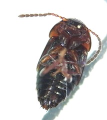 Tachinus