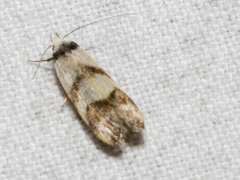 Chezala brachypepla