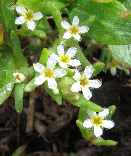 Smallflower gymnosteris (Gymnosteris parvula)