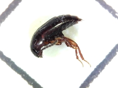 Tachinus