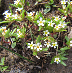 Gymnosteris parvula