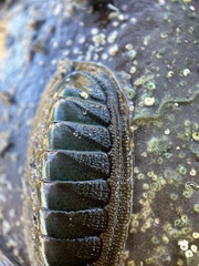 Ischnochiton australis