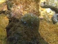 Stomatella impertusa