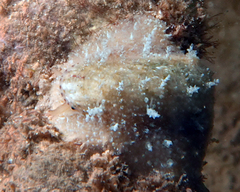 Stomatella impertusa