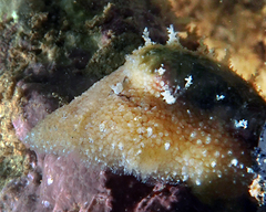 Stomatella impertusa