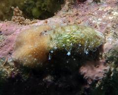 Stomatella impertusa