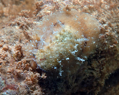 Stomatella impertusa