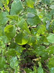 Parietaria floridana