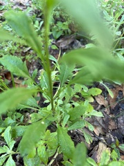 Parietaria floridana