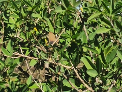 Leptotes pirithous