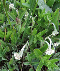 Antennaria anaphaloides