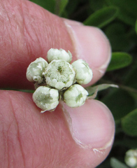 Antennaria anaphaloides