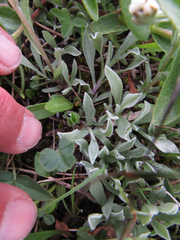 Antennaria anaphaloides