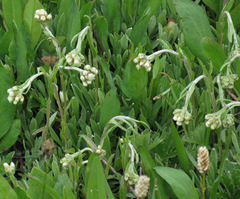 Antennaria anaphaloides