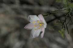 Cyrtanthus novus-annus