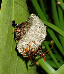 Polistes humilis humilis