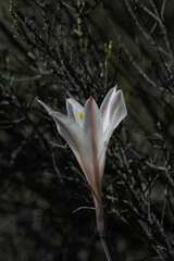 Cyrtanthus novus-annus