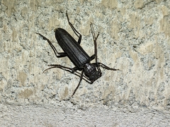 Arhopalus