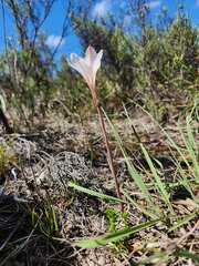 Cyrtanthus novus-annus