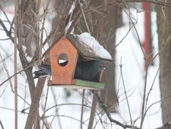 Columba livia domestica