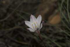 Cyrtanthus novus-annus