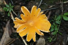 Cantharellus flavolateritius
