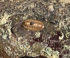 Ischnochiton cariosus