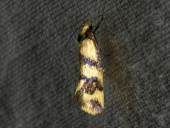 Olbonoma triptycha
