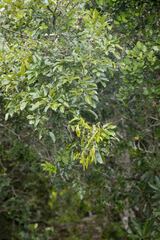 Dalbergia obovata