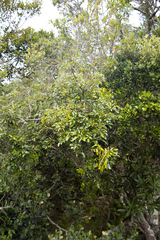 Dalbergia obovata