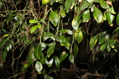 Citrus australis
