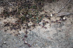 Delosperma subpetiolatum